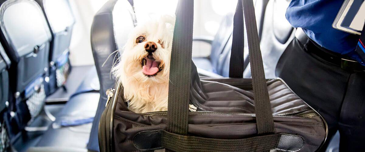 frontier airlines pets as carry on