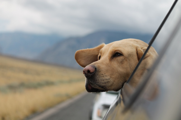 Dog Looking out of Car Window